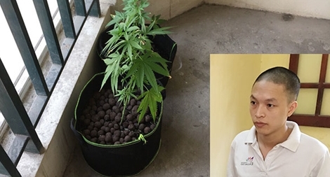 Thuê chung cư giá 7 triệu đồng để trồng cần sa