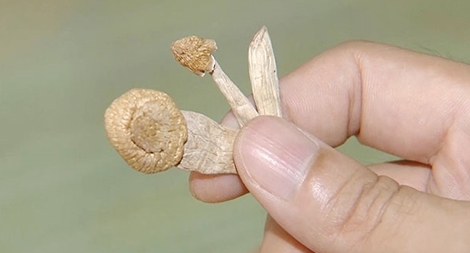 Điều tra, xác minh loại nấm ma túy mới
