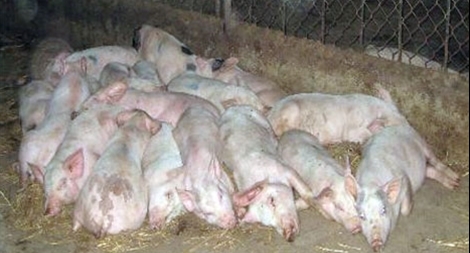 Ngành thú y đủ khả năng xác định bệnh dịch tả lợn châu Phi
