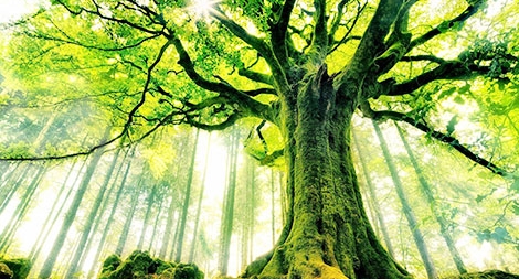 Tại sao cây cỏ cũng đau như người?