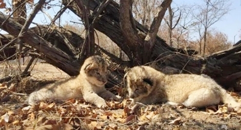 Cận cảnh 2 sư tử con đầu tiên trên thế giới được sinh ra trong ống nghiệm