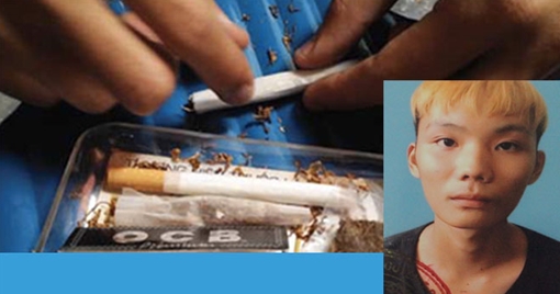 Dùng máy cắt thảo mộc nghiền cỏ Mỹ  để dùng và bán cho thanh niên mới lớn