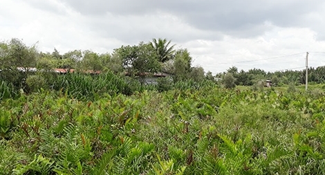 Ai tiếp tay để một DN dễ dàng “ẵm” 156ha đất công tại Nông trường Dừa?