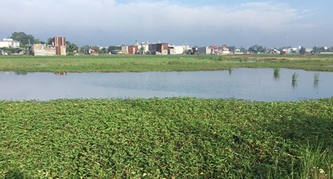 Cò đất vùng ven “ăn theo” chủ trương chuyển đổi đất nông nghiệp