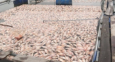 Hơn 52 tấn cá nuôi lồng bè chết bất thường