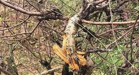 Điều tra kẻ gian phá hoại hàng trăm gốc đào