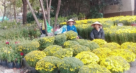 Sôi động thị trường hoa Tết