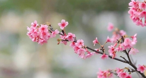 Hoa anh đào Nhật Bản bung nở ở công viên Hòa Bình