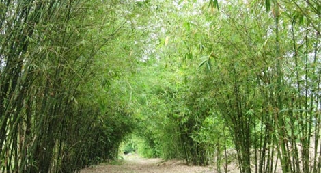 Nhà thơ Lê Quang Trang: Nghe sững sờ làn khói lá tre bay