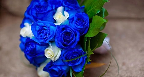 Những bông hoa màu xanh