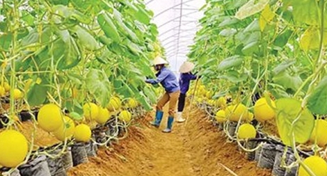 Agribank tiếp sức nông sản Việt ra thế giới