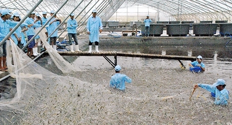 Xây dựng chuỗi giá trị để đẩy mạnh xuất khẩu tôm