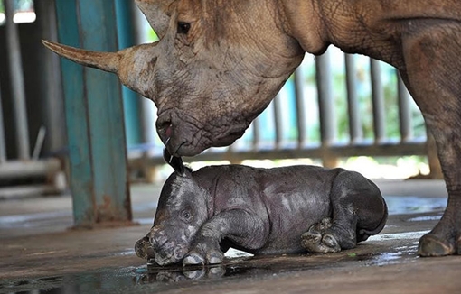 Hồi hộp như canh... tê giác đẻ
