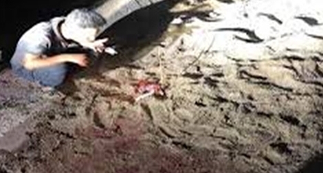 Khởi tố điều tra vụ án cháu bé 7 tuổi bị đàn chó cắn tử vong