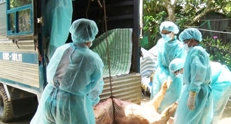 Kiên Giang xuất hiện 5 ổ dịch và tiêu hủy 112 con heo bị bệnh