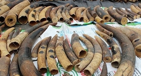 7 tấn ngà voi và vẩy tê tê ngụy trang trong container nhựa đường
