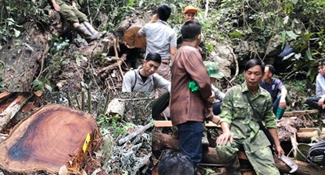 Phát hiện vụ phá rừng nghiêm trọng ở Bắc Kạn 