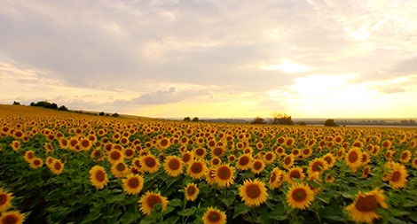  Khi cái đẹp cứu vớt chúng ta