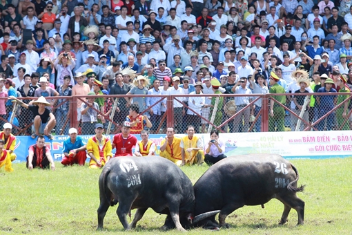 Đề xuất nhiều nội dung liên quan đến Lễ hội Chọi trâu Đồ Sơn