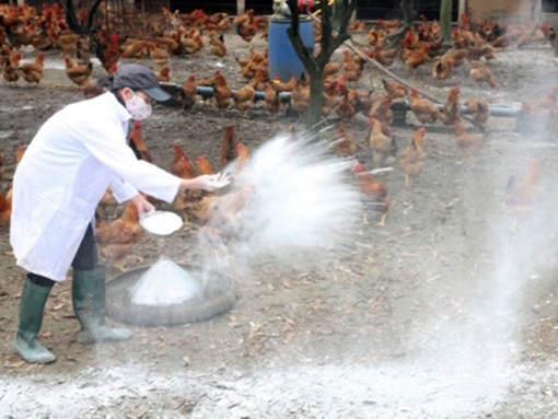 Việt Nam chưa phát hiện sự đột biến của các chủng virus cúm