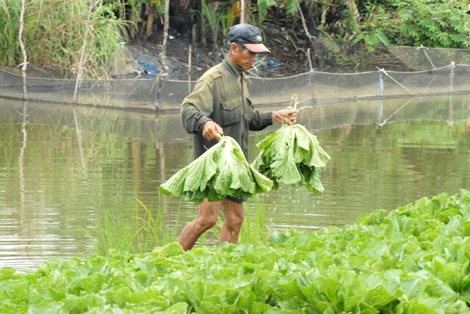 Nông dân đồng bằng sông Cửu Long liên kết sản xuất sạch
