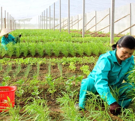 Người thành phố đổ xô đi thuê đất trồng rau