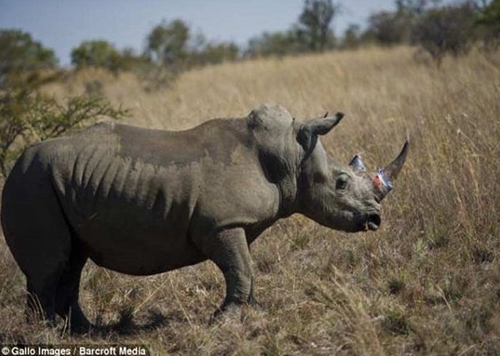 Thế giới kêu gọi Việt Nam giảm tiêu thụ sừng tê giác