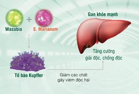 Tỷ lệ ung thư gan ở Việt Nam tăng nhanh