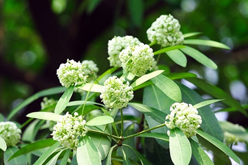 Hoa sữa, vẻ đẹp đi cùng nỗi sợ hãi