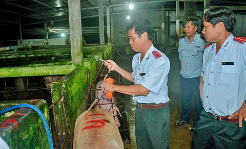 Công nhân bơm nước vào heo tháo chạy khi thấy thanh tra