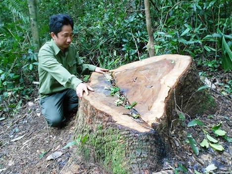 Xem xét khởi tố vụ phá rừng ở Bình Định