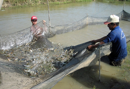 Sẽ phạt nặng hành vi sử dụng bừa bãi thuốc kháng sinh trong chăn nuôi
