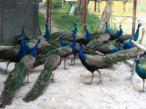 Trở thành tỉ phú nhờ đam mê chim cảnh