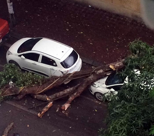 Cây đổ đè bẹp xế hộp trong cơn mưa ở Hà Nội 