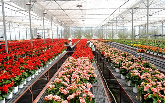 Ứng dụng công nghệ cao vào nông nghiệp tại “Thành phố ngàn hoa”