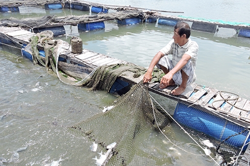 Khẩn trương điều chuyển lồng cá ngoài quy hoạch trên sông Chà Và
