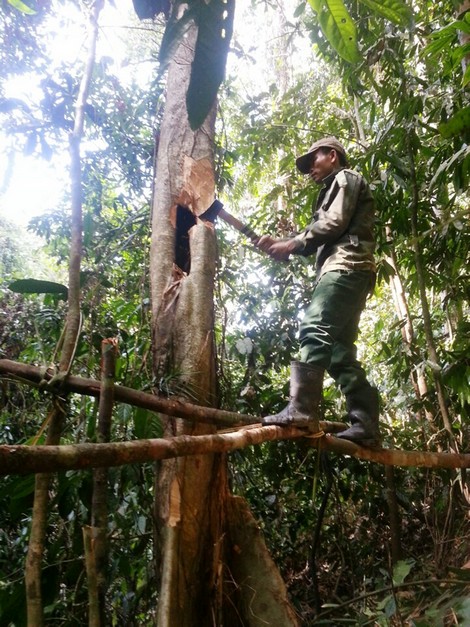 Kỳ thú nghề "săn" mật ong rừng