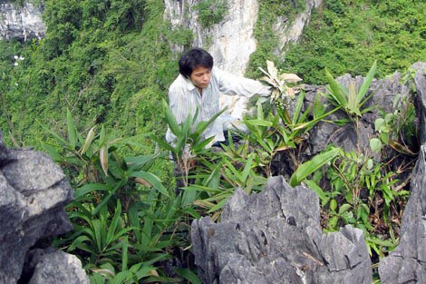 Nghề "săn" phong lan rừng trên vùng sơn cước