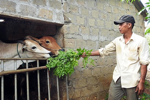 Thoát nghèo nhờ nghĩa xóm tình làng