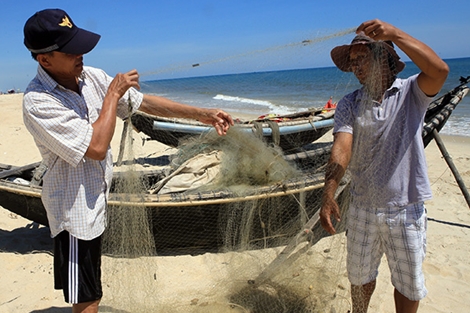 Cá nóc xuất hiện nhiều bất thường, cắn phá ngư lưới cụ ngư dân