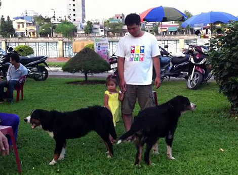 Biến chó dữ thành… thú cưng: Hiểm họa khôn lường