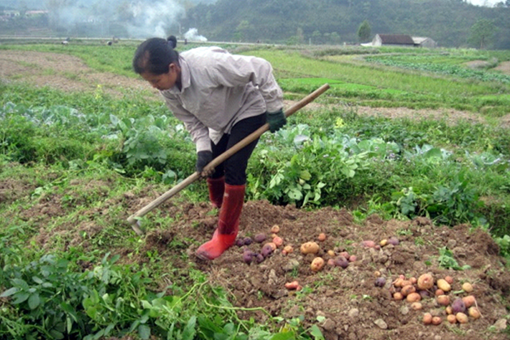 3.000 tấn khoai tây Pháp vào Việt Nam: Khoai Việt có đủ sức cạnh tranh?