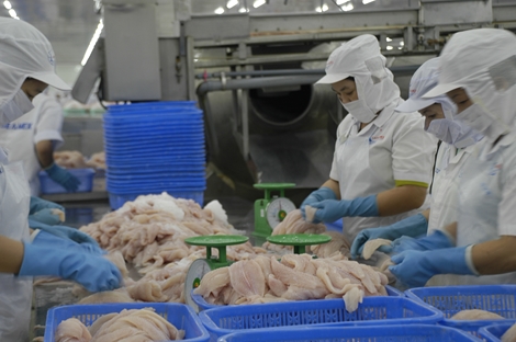 Xuất khẩu cá tra sang EU sụt giảm