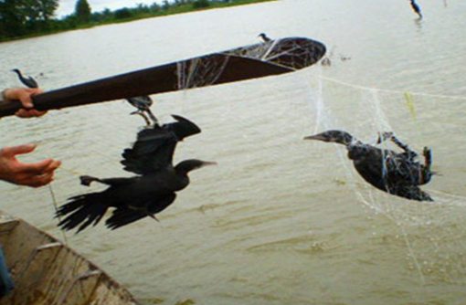 Những cánh chim trời "thất thủ"