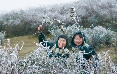 Cây cối đóng băng trong giá lạnh trên đỉnh Trống Páo Sang