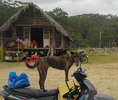 Cảm động chuyện đi tìm chó "lạc"