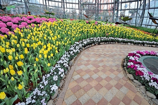 Lễ hội hoa Tulip lớn nhất Việt Nam tại Vinpearl Nha Trang