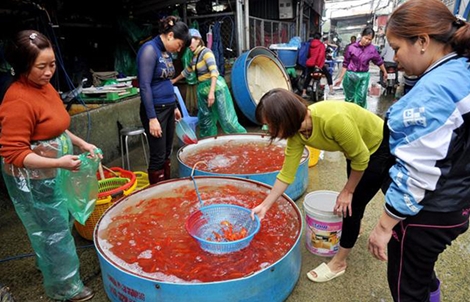 Cá chép cúng ông Công, ông Táo tăng giá do trời rét