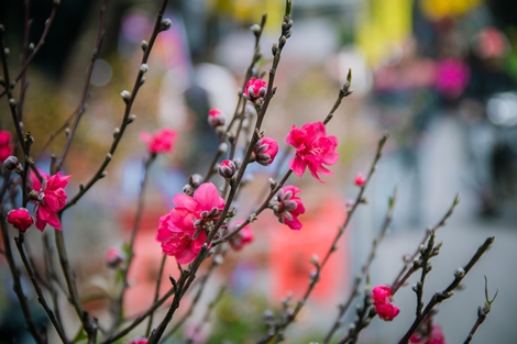 Tận hưởng không khí Tết cổ truyền ở chợ hoa Hàng Lược