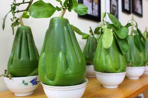  “Săn” trái cây chưng Tết